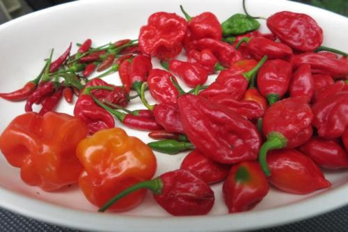 There Are More Superhot Chillis Than You Think