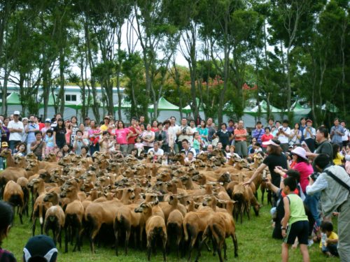 FLYING COW RANCH: Most-Visited Leisure Farm in Taiwan