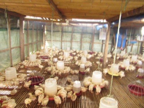 Feed Firm Disseminates Poultry Technology The Kapihan Way